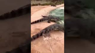 50 vs 1: Man Fights Off 50 Crocodiles with a Shovel! 🐊💥 #crocodiles #crocodile fight