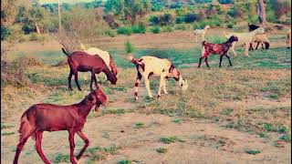 Red Goats are Taking OVER the Internet #animals #nature #desert #tharparkar