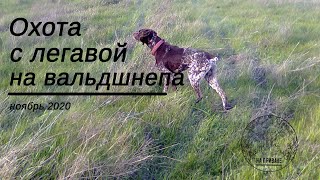 Охота с легавой на вальдшнепа