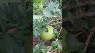 miracle fruit #asmr #shorts