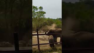 Elephant's Sand bath #elephant #elephants #sandbath #zoo #zooanimals #shorts #short