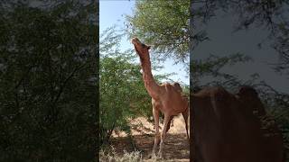 كم يبلغ حجم رقبة الجمل؟ #animals #viralvideo #camel