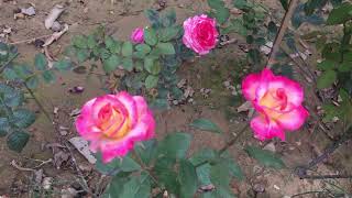 Beautiful flower garden 11