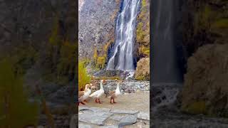 #duck #adventure #video #shorts #beta