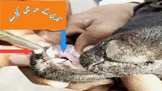 لاپرواہی کی وجہ سے بکری کے منہ میں کیڑے پڑ گئے