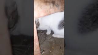 mempertahankan tulang ayam jangan diserobot kucing lain.