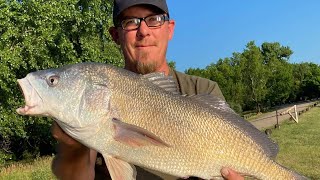 MASSIVE Fresh Water Drum Fish!! (Guess the Weight in comments!)