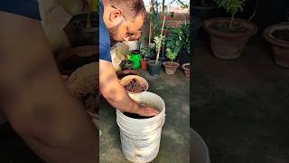 Plant Repotting 115 (Aprajita double Petal)..#shorts #short #ytshorts #viral #trending #viralvideo