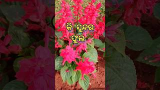 Ki sundara phula କି ସୁନ୍ଦର ଫୁଲ #flowers #shorts