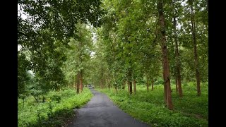 Beautiful Rain Forest In Malappuram - Nedumkayam | Part of the Nilgiri Biosphere Reserve | Portrait