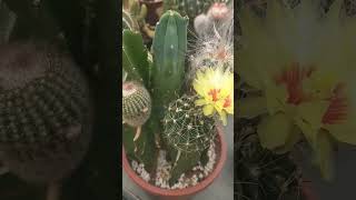 Flor de cactus