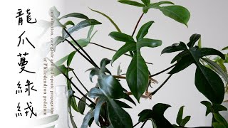 龍爪蔓綠絨外形獨特又好照顧🌿養護與繁殖 Care guide & hydroponic propagation of Philodendron pedatum #室內植物