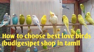 How to choose the budiges ( love birds) petshop in tamil/Birds World Doddampalayam