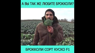 Брокколи-выращивание в поле до самой зимы [сотр Куско f1]#Shorts