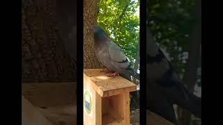 Мир #relaxing #relaxingvideo #cutebirds