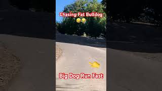 WE CHASED BULLDOG BIG OLD DOG RUN FAST