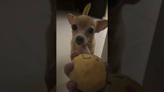 Playing fetch b4 bedtime 🐕 🏀 #chihuahua #doglover #petstagram #cutedogs #petoftiktok #dog #pet