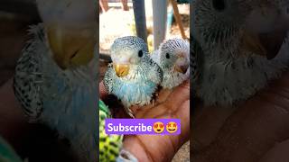 Love bird chick's update 😎👆🏾 subscribe please 🤩 #phonk #anime #edit #music #birds #lovebird#budgies