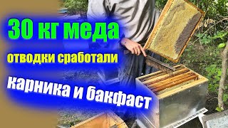 Как сработали отводки Карника и бакфаст принесли меда как пчелиные семьи