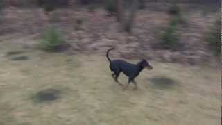 Manchester terrier Izi from Poland