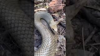 Survival skills: First aid for snake bites 🐍 #camping #survival #bushcraft #outdoors