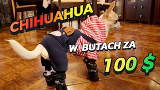 Chihuahua w butach za 100$