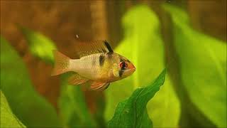 German rams tank mates - what fish can you have with Ram cichlids . German blue ram compatibility