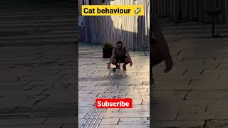 Cat Behaviour 🤣 #shorts #youtubeshorts #pets #cat #catreaction #cats #catlover #reaction #catvideos