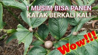 TANAMAN PORANG,TERBAIK||BISA PANEN KATAK BERKALI KALI.