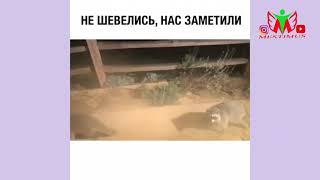 Нас заметили  / приколы / jokes