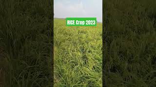 Paddy Crop 2023 |Irri Fine