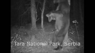 Dancing bears at Tara National Park