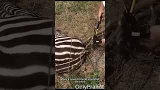 Zebra Paralyze in the middle of nowhere #shorts #zebra #wildlife #safari #rescue #animalshorts