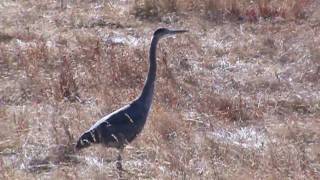 The Great Blue Heron