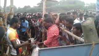 jallikattu whatsapp status tamil | 2015 jallikattu videos 🐂