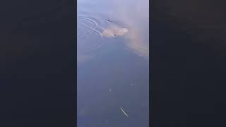 Stingray swimming down the Cotee River in Florida