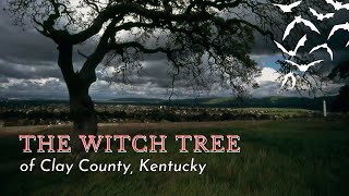 The Haunting Legend of the Witch Tree