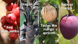 Tropical Fruit Adventure Ep 3: Mangoes, Mammea Apple, Bamboo & More