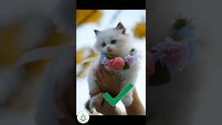 Danger Animals❌ Lovely Animals ✔️💯💯 #shorts #ytshorts #ytviral #islamicshorts  #trending  #trend