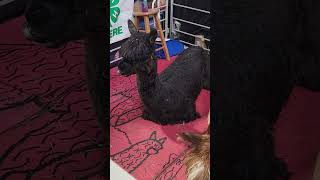 🦙"Alpaca with a Cool Haircut Steals the Show at the Pennsylvania Farm Show"2024