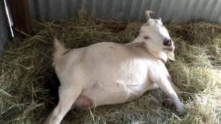 Cute Adorable Tiny Baby Nigerian Drawf Goats Birth