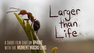 Larger Than Life - a short film shot on iPhone with the Moment Macro lens