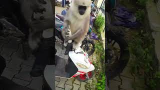 Funny animal short video, langur monkey feeding #funny #animal #funnymammals