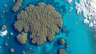 "Nature’s Giant: The Biggest Coral Colony Ever Recorded"