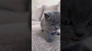 😺 Adorable Ash Gray Kitten Meowing Guaranteed to Melt Your Heart! - Cute Little Kitten's Sweet Meows