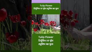 Tulip Flower | ਟਿਊਲਿਪ ਦਾ ਫੁੱਲ | ट्यूलिप का फूल | Modern Kheti