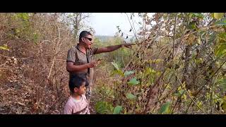 চাতন ডু ঙ রি ট্রেকিং chatan doongri trecking Belpahari