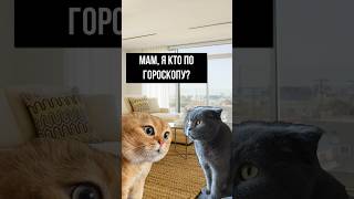 Котики тарологи #мемныекоты #прикол #котики #таро #shorts