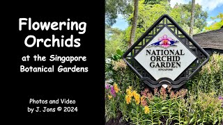 Flowering Orchids at the Singapore, Botanical Garden