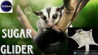 Sugar Gliders : Exotic Pets